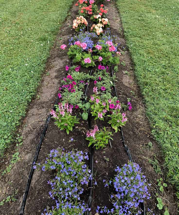 A soaker hose watering a long flower bed