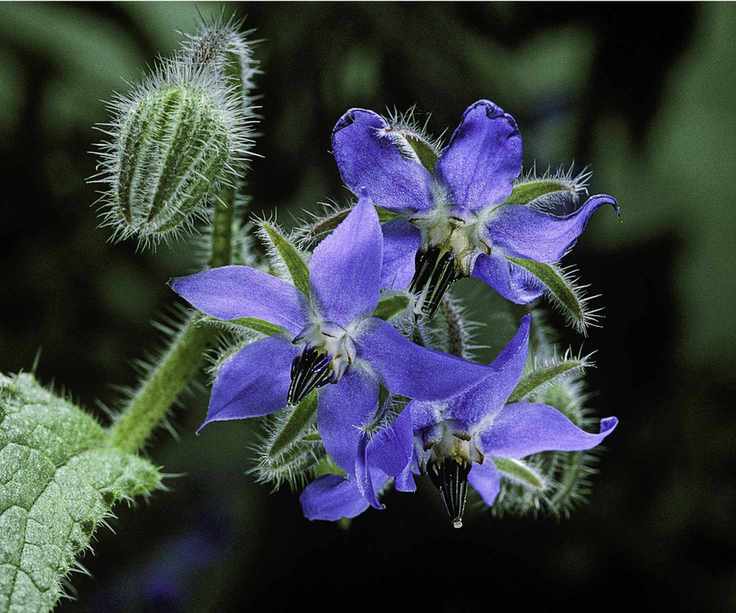 Borage flowers