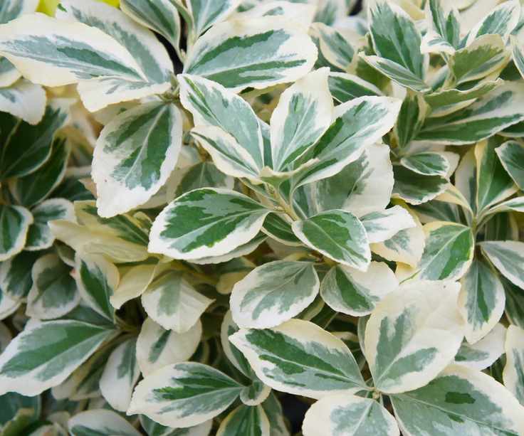 Euonymus fortunei 'Emerald Gaiety'