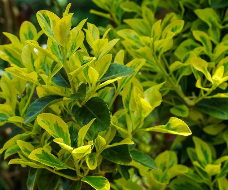 Euonymus japonicus Aureo-Marginata