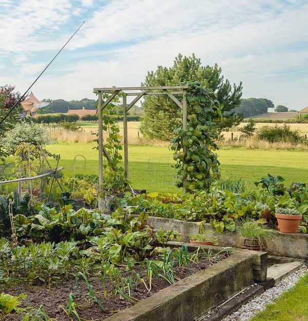 Large green vegetable garden