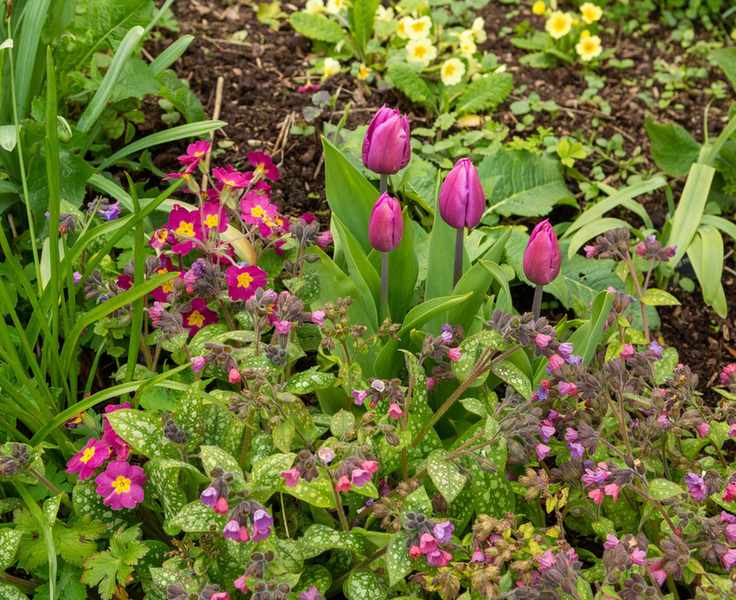 dark pink early tulips, lungwort Pulmonaria officinalis and primrose in a spring garden
