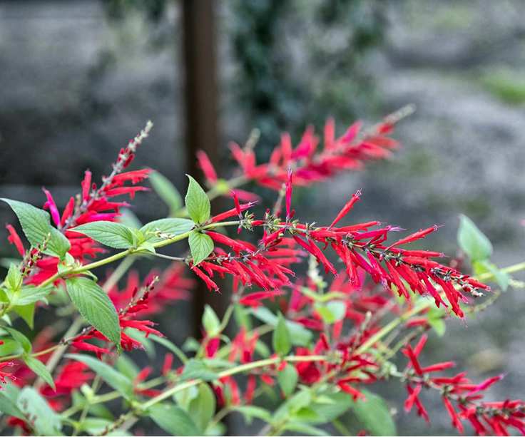 Pineapple sage flowers