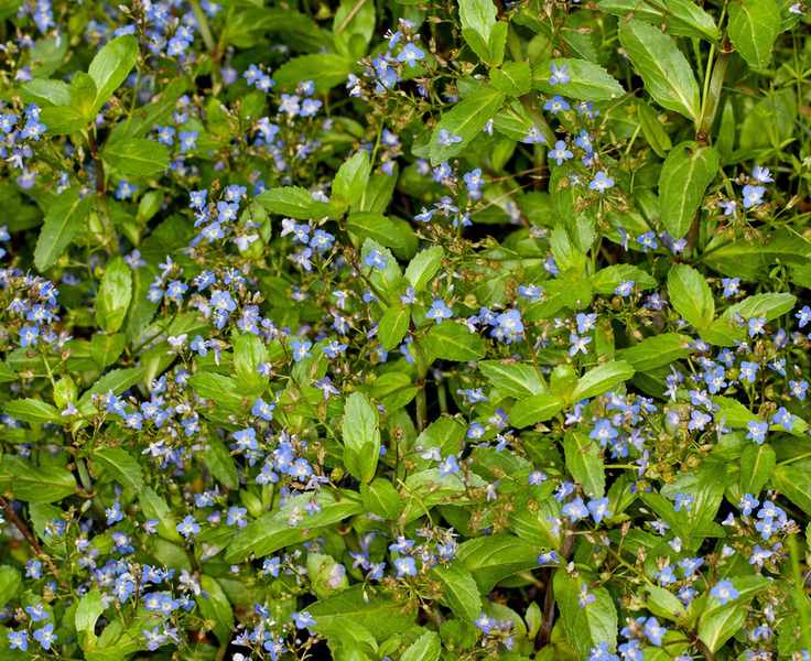 blue brooklime pond plants