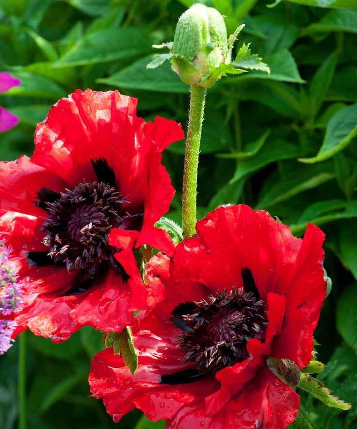 red blooms of Papaver orientale 'Beauty of Livermere'