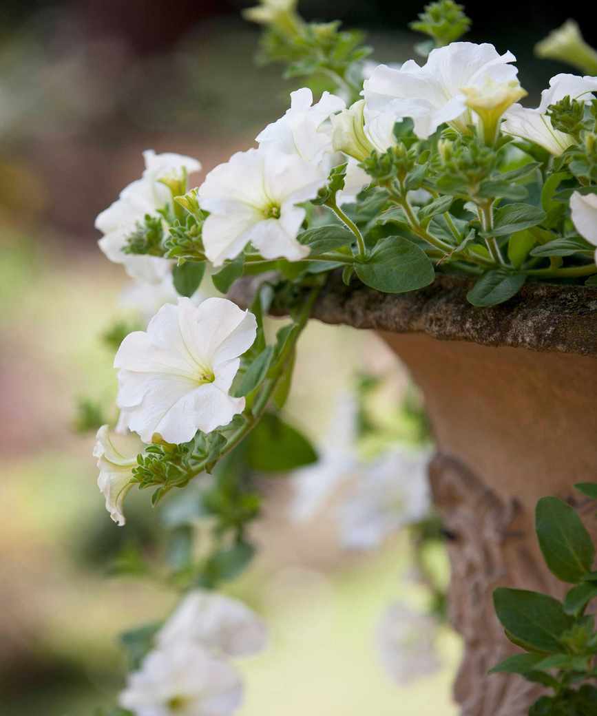 white petunias