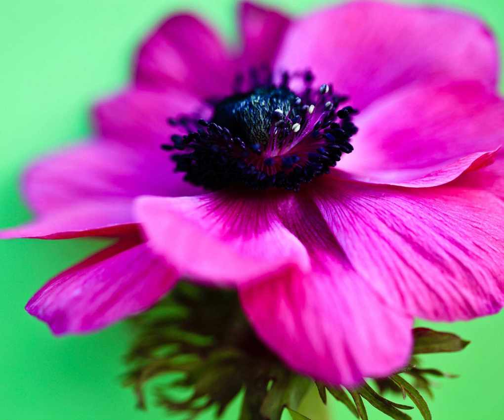 Pink Anemone coronaria flower