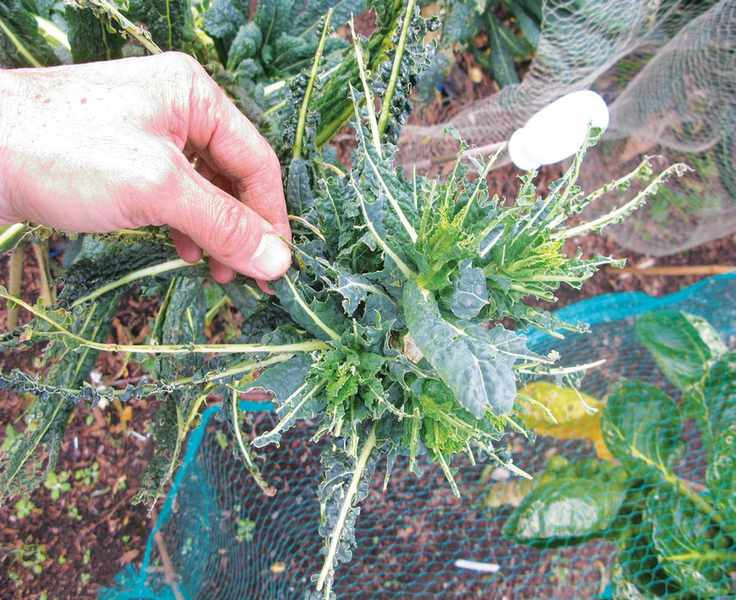 kale eaten by birds in how to grow kale