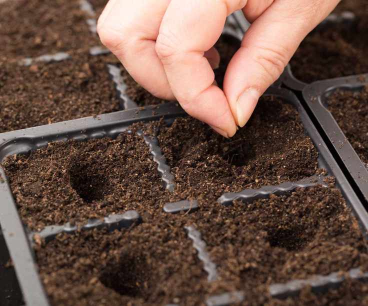 sowing seeds