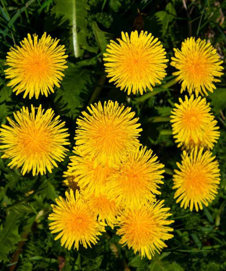 Weeds in a garden
