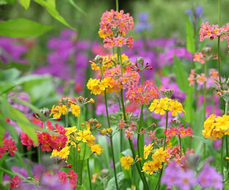 Candelabra primulas blooming in red and yellow