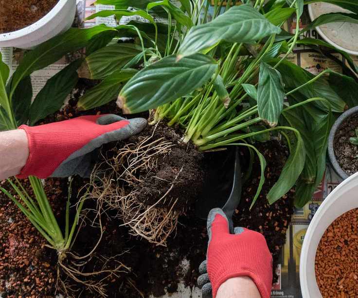 peace lily being divided and repotted