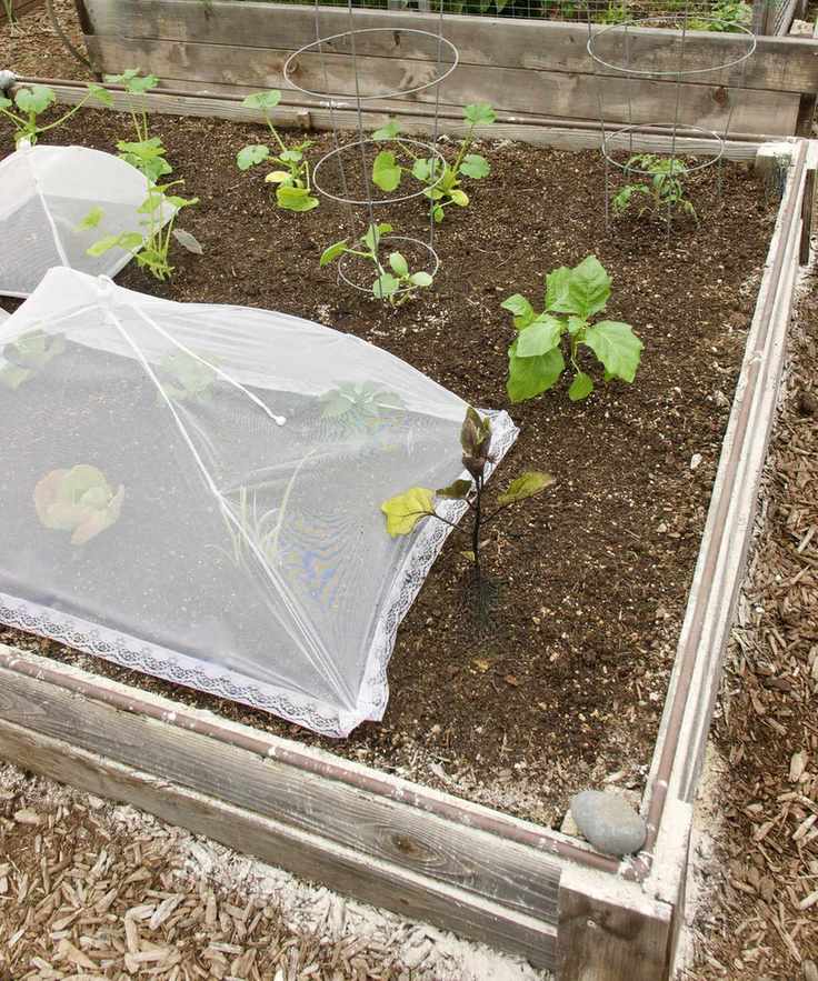A DIY cloche covering vegetable plants