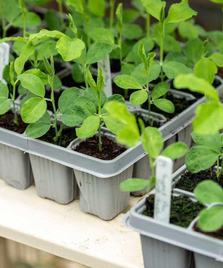 sweet pea seedlings