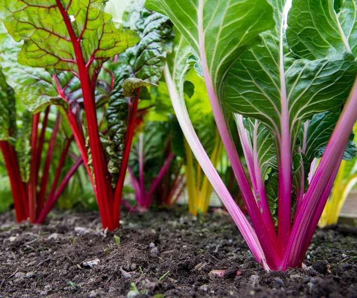 Chard growing in various colors in the vegetable garden