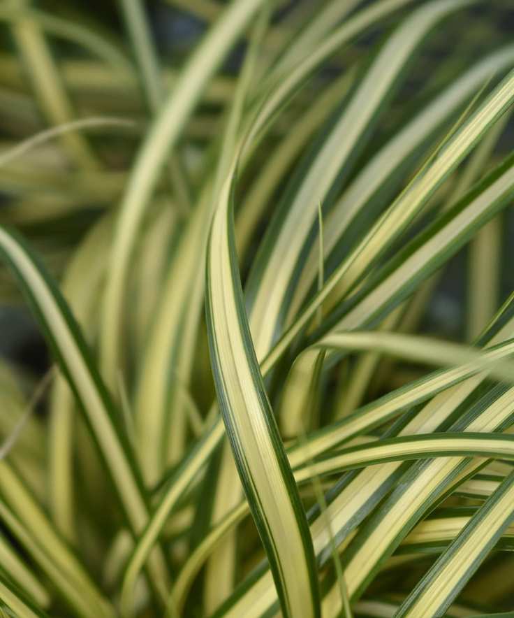 Close up of grass variety Carex oshimensis 'Evergold'