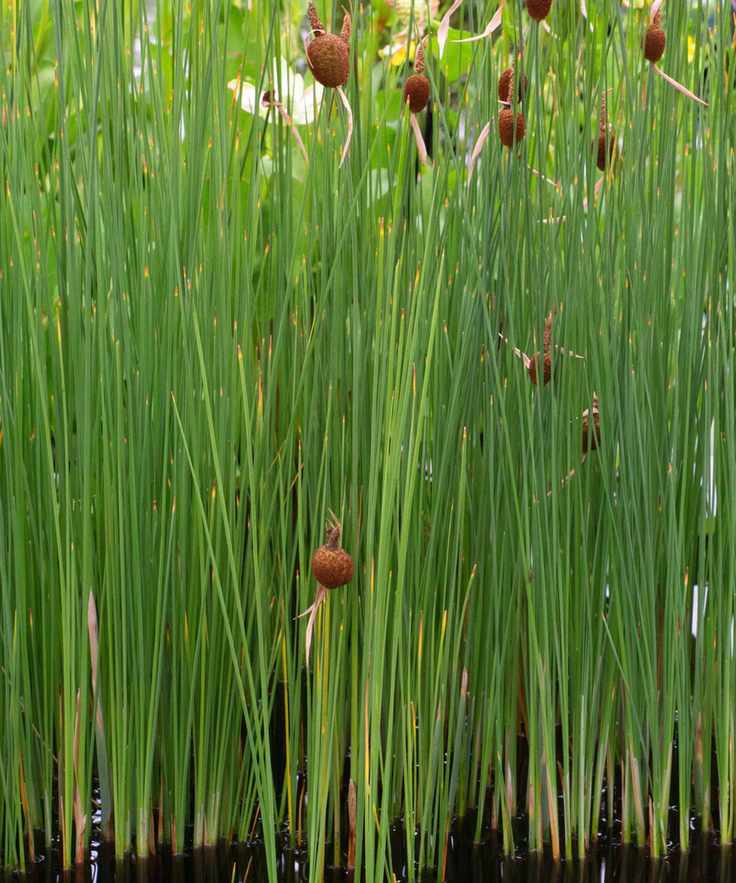 typhus minima planted in a garden pond