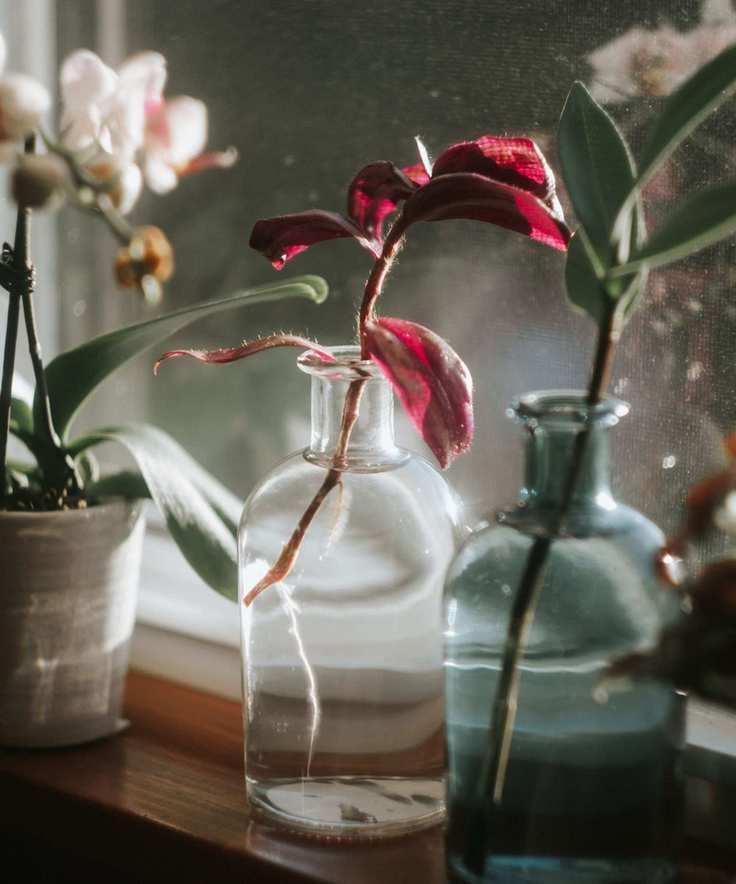 Small plant cuttings in water growing new roots