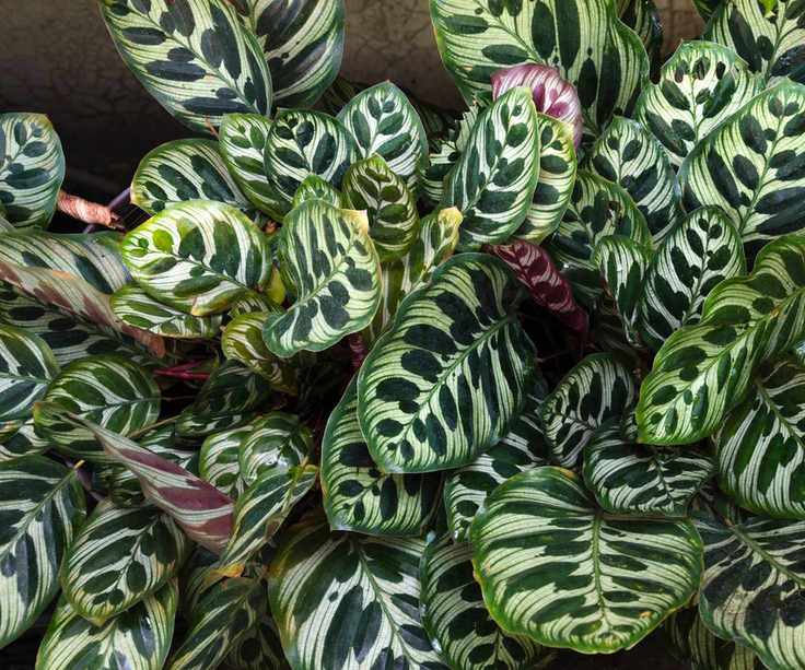 Calathea plant leaves