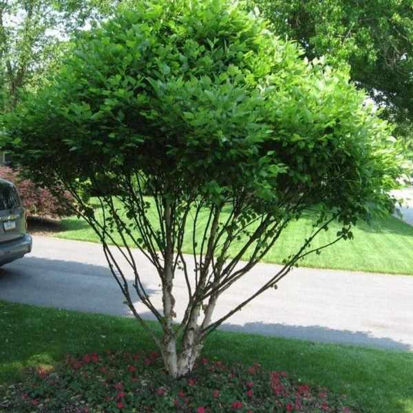 Fox Valley River Birch - 3 Gallon Pot