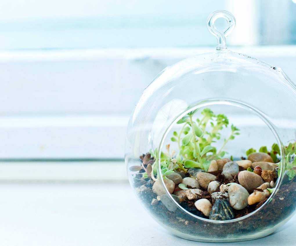 terrarium on bright windowsill
