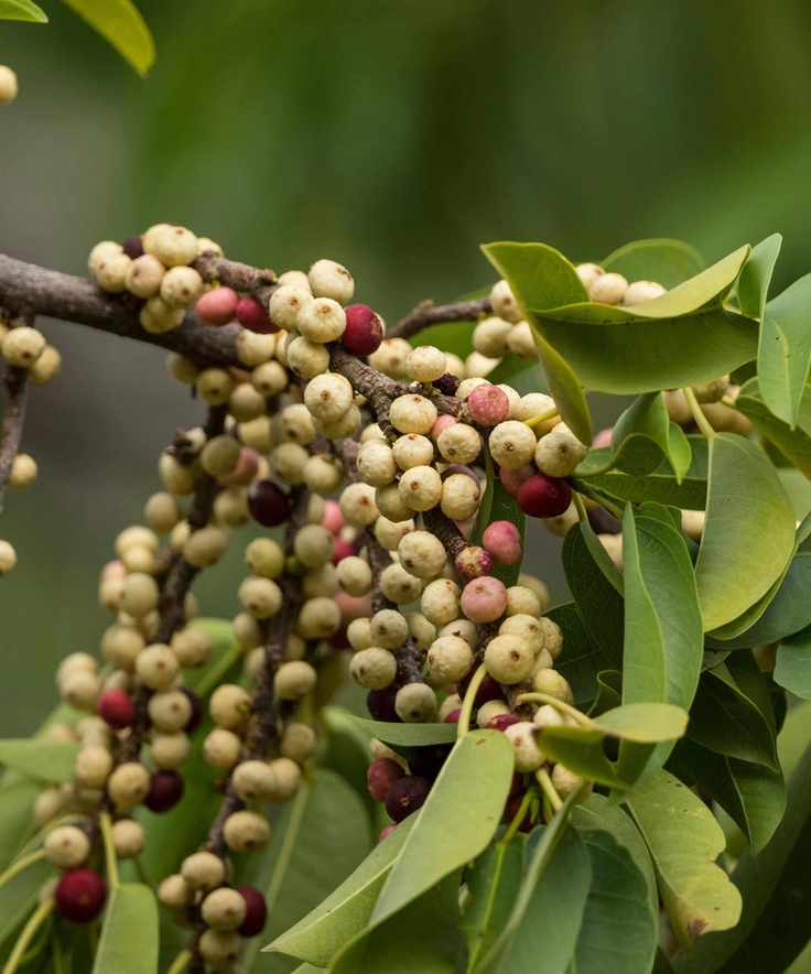Fig tree Ficus ingens