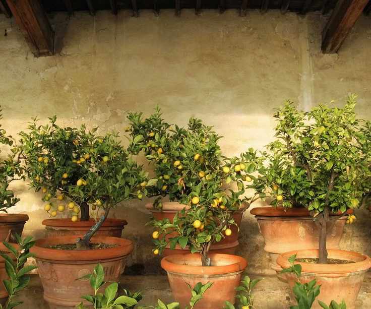 A collection of lemon trees in terracotta pots