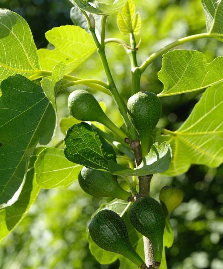 fig tree