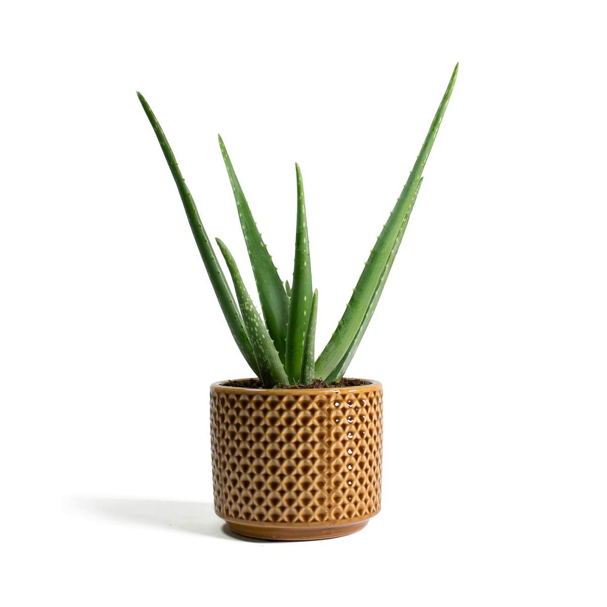 aloe vera in a mustard plant pot