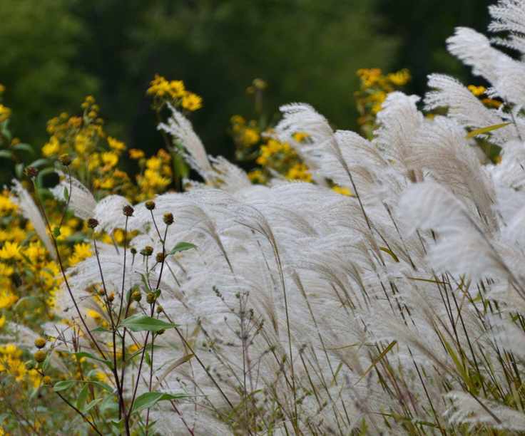 A pampas grass plant growing beside a small yellow flower bush