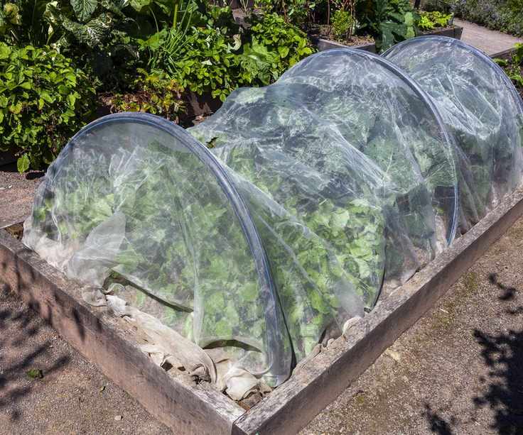 Plants covered with plastic sheets for protection