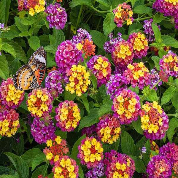 Pink and yellow Lantana camara flowers