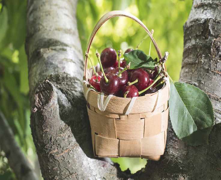 Cherries in basket on tree