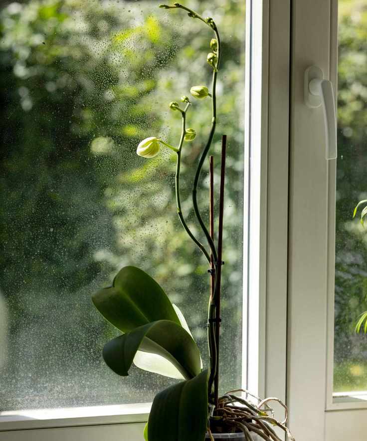 Moth orchid not blooming