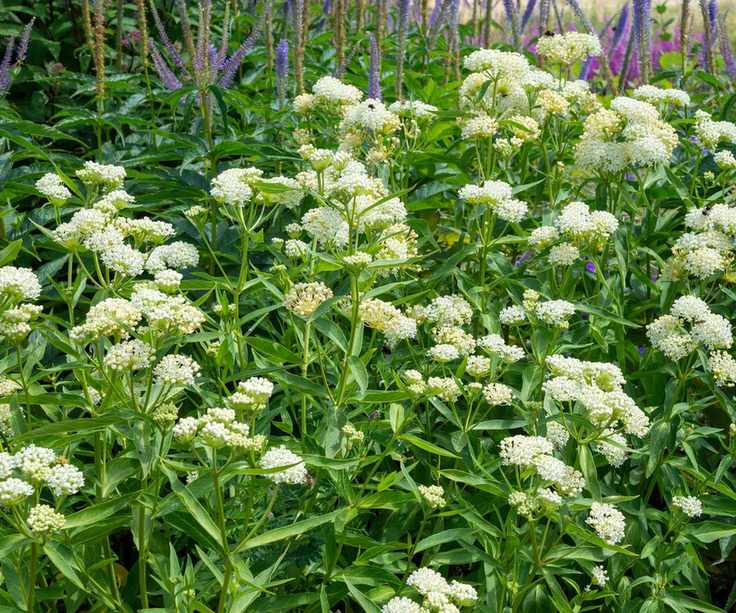 swamp milkweed with white flowers in a garden