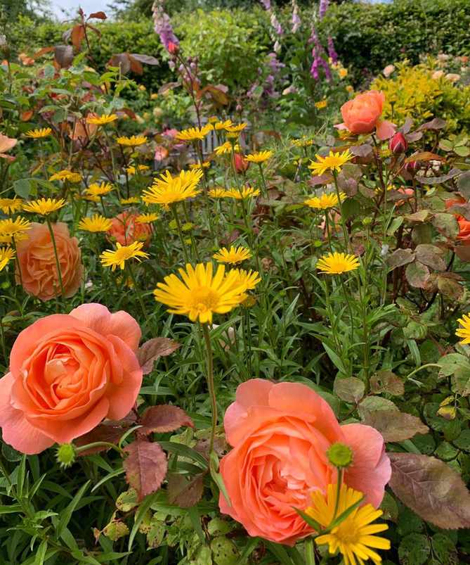 orange roses and mixed planting in an informal rose garden design