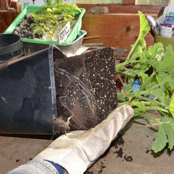 Sliding a pot of rooted pelargonium cuttings from their container