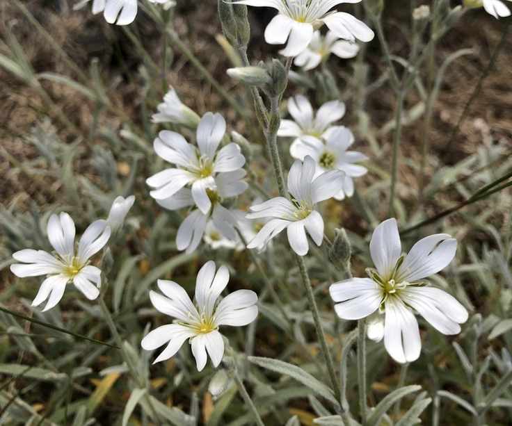 Snow-in-summer plant with silver foliage