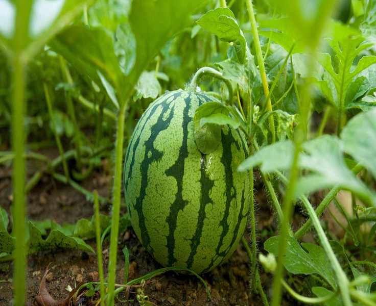 Timing Your Watermelon Planting for a Bountiful Summer Harvest