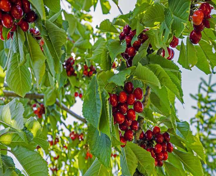 Red cherries on cherry tree