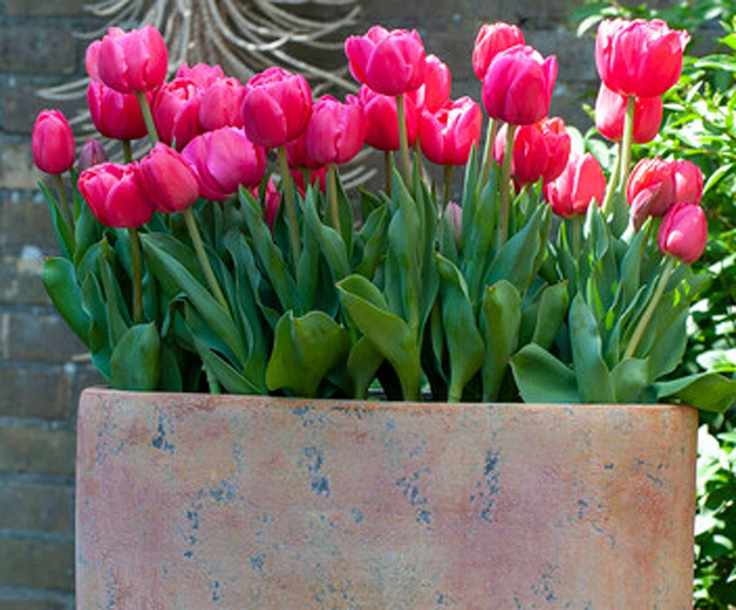 window box with pink tulips