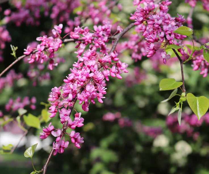 pink redbud blossom