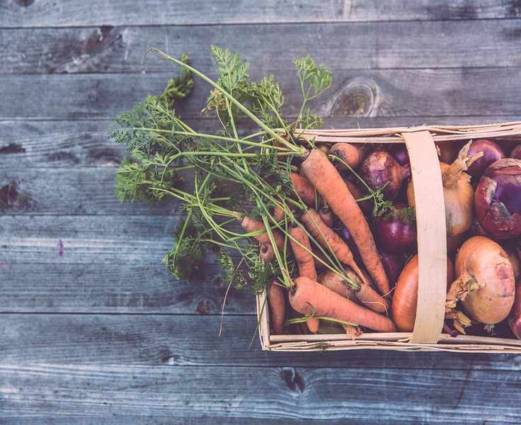 Carrot companion planting unsplash markus spiske