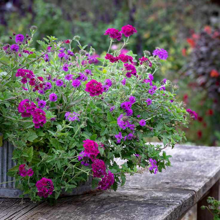 A close-up shot of pink and purple plants
