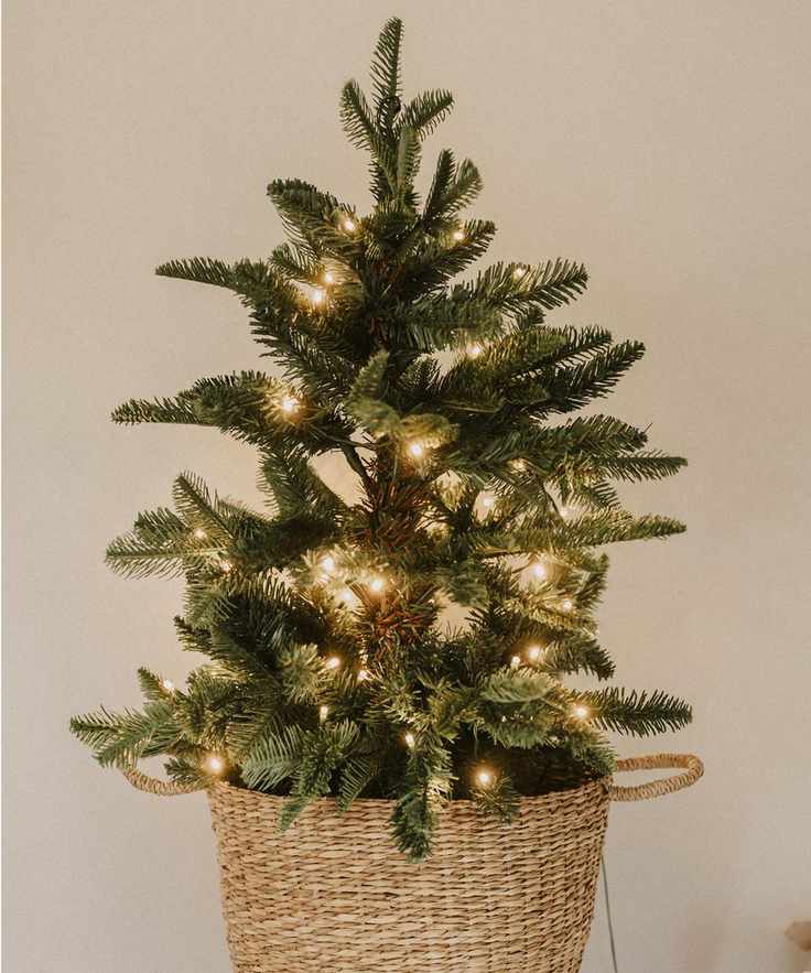 Real mini Christmas tree