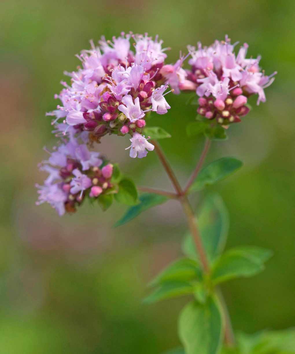 butterfly garden Origanum vulgare in bloom