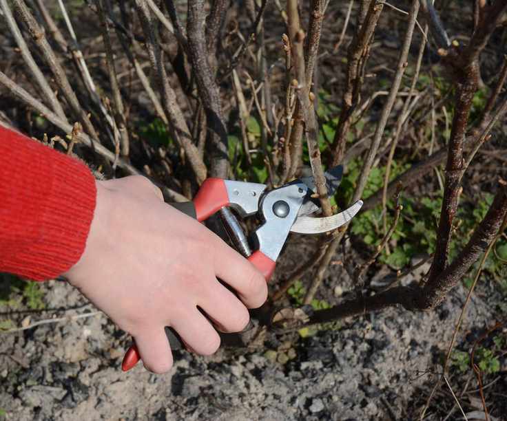 Pruning a blackcurrant bush with pruning shears