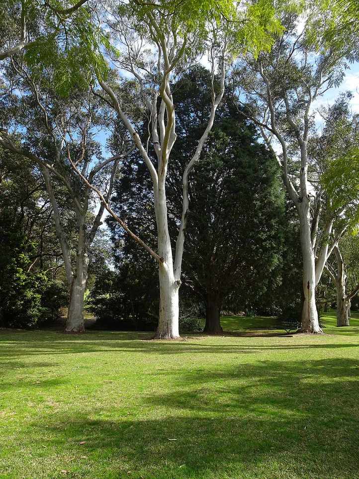 Australian Ghost Gums