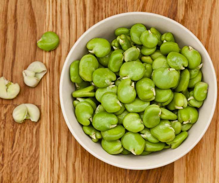 Bowl of freshly harvested fava beans