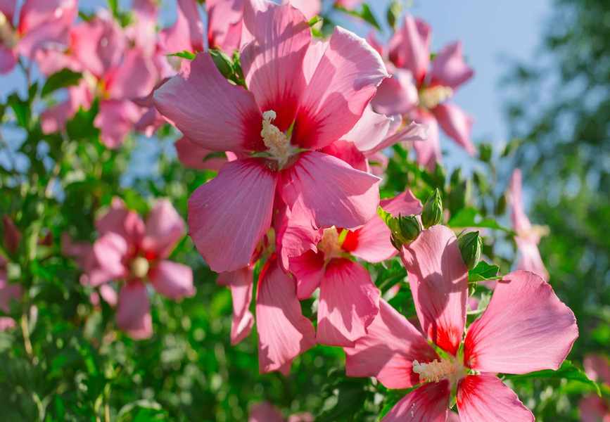 pink hibiscus flowers growing